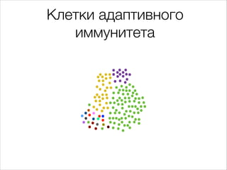 Клетки адаптивного
иммунитета

 