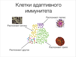 Клетки адаптивного
иммунитета
Распознают герпес

Распознают ангину

Распознают грипп
Распознают другое

 