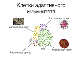 Клетки адаптивного
иммунитета
Распознают герпес

Распознают ангину

Клон
Распознают другое

Распознают грипп

 