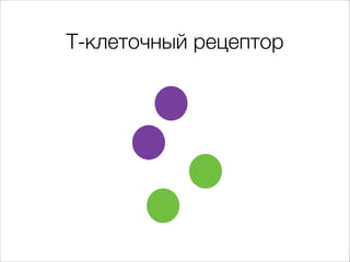 Т-клеточный рецептор

 