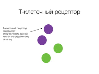 Т-клеточный рецептор
Т-клеточный рецептор
определяет
специфичность данной
клетки к определенному
антигену

 