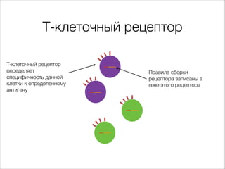 Т-клеточный рецептор
Т-клеточный рецептор
определяет
специфичность данной
клетки к определенному
антигену

Правила сборки
...