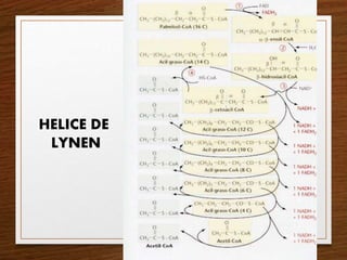 Metabolismo De cidos Grasos Beta Oxidaci n PPTX metabolismo-de-cidos-grasos-beta-oxidaci-n-pptx