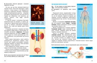 34 35
4. Прочитайте. Поясніть функцію і  значення
видільної системи.
Не все, що ми їмо, використовується
нашим тілом. Коли їжа проходить через
шлунок і  тонку кишку, з  неї вбирається
більшість корисних речовин. Надлишок
води, неперетравлені рештки, шкідливі
речовини накопичуються, аж поки ми не
підемо до вбиральні. Це гарантує, що
решта нашого тіла буде чистою
і здоровою.
У товстій кишці є мільйони бактерій.
Зазвичай вони не шкодять, а  навіть до-
помагають. Однак якщо вони потраплять
до їжі, то можуть викликати захворю-
вання. Ось чому ми миємо руки після
вбиральні.
У нашому організмі є окрема система,
що виділяє зайву воду, а також деякі не-
потрібні речовини — ​
видільна. Головним
органом видільної системи є нирки. (По-
ставте руки на талію долонями до спи-
ни — ​
приблизно під долонями містяться
нирки.)
Коли нирки виконають свою роботу,
залишається водяниста рідина — ​
сéча.
Аналіз цієї рідини розповідає лікарям,
здорова людина чи хвора, яких речовин
їй бракує, а яких забагато.
Сеча збирається внизу живота в  міц-
ному й еластичному сечовому міхурі.
Сильні м’язи утримують сечовий міхур
і пряму кишку міцно замкненими до від-
відання вбиральні.
5. Які органи виділяють вуглекислий газ? Яким
ще способом виділяється зайва вода?
ЯК МОЗОК КЕРУЄ ВСІМ?
1. Чим людина, на вашу думку, відрізня-
ється від інших ссавців?
2. Пригадайте, як працюють наші органи
чуття.
Людський мозок надзвичайно склад-
ний. Навіть учені поки що не знають точ-
но, як він працює. Однак їм відомо, що
нервові клітини (нейрони) надсилають
повідомлення від частин тіла до мозку
і назад.
Мозок є складовою нервової системи.
До неї входять також нерви і  чутливі
клітини. Нерви пов’язують мозок з усіма
частинами нашого тіла.
Мозок складається з кількох відділів.
Головний мозок керує мовленням, зо-
ром, слухом. Завдяки йому ми маємо
пам’ять, можемо мислити.
Прості й  швидкі рішення приймає
спинний мозок. Ми відсмикуємо руку,
коли обпечемся, навіть не думаючи про
це. Чутливі клітини по нервах посила-
ють сигнал до спинного мозку, який
Кишкова паличка – меш-
канець кишечника ссавців
СЕЧОВИЙ МІХУР
НИРКИ
одразу  ж наказує м’язам скоротитися. Спинний мозок також керує
роботою внутрішніх органів.
3. За малюнком поясніть, чому ми відсмикуємо руку, коли вкололися.
ГОЛОВНИЙ МОЗОК
НЕРВИ
СПИННИЙ МОЗОК
НЕРВОВІ СИГНАЛИ
ЧУТЛИВІ КЛІТИНИ ГОЛОВНИЙ
МОЗОК
СПИННИЙ
МОЗОК
 