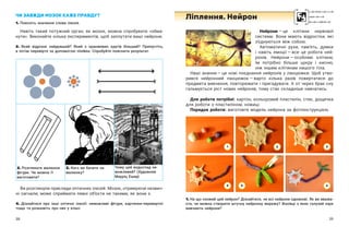 38 39
Нейрони — ​
це клітини нервової
системи. Вони мають відростки, які
з’єднуються між собою.
Автоматичні рухи, пам’ять, думки
і  навіть емоції — ​
все це робота ней-
ронів. Нейрони — ​
особливі клітини,
їм потрібно більше цукру і  кисню,
ніж іншим клітинам нашого тіла.
Наші знання — ​
це нові поєднання нейронів у ланцюжки. Щоб утво-
рився нейронний ланцюжок — ​
варто кілька разів повертатися до
предмета вивчення, повторювати і пригадувати. А от через брак сну
гальмується ріст нових нейронів, тому стає складніше навчатись.
Для роботи потрібні: картон, кольоровий пластилін, стек, дощечка
для роботи з пластиліном, ножиці.
Порядок роботи: виготовте модель нейрона за фотоінструкцією.
ЧИ ЗАВЖДИ МОЗОК КАЖЕ ПРАВДУ?
1. Поясніть значення слова ілюзія.
Навіть такий потужний орган, як мозок, можна спробувати «обма-
нути». Виконайте кілька експериментів, щоб заплутати ваші нейрони.
2. Який відрізок найдовший? Який з  оранжевих кругів більший? Припустіть,
а потім перевірте за допомогою лінійки. Спробуйте пояснити результат.
2. Розгляньте малюнок
фігури. Чи можна її
виготовити?
3. Кого ви бачите на
малюнку?
Чому цей водоспад не-
можливий? (Художник
Мауріц Ешер)
Ви розглянули приклади оптичних ілюзій. Мозок, отримуючи незвич-
ні сигнали, може сприймати певні об’єкти не такими, як вони є.
4. Дізнайтеся про інші оптичні ілюзії: неможливі фігури, картинки-перевертні
тощо та розкажіть про них у класі.
Ліплення. Нейрон
1. На що схожий цей нейрон? Дізнайтеся, чи всі нейрони однакові. Як ви вважа-
єте, чи можна створити штучну нейронну мережу? Фахівці з яких галузей наук
вивчають нейрони?
3
1
4 5 6
2
 