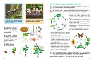 48 49
ЯКІ ЖИТТЄВІ ЦИКЛИ В ЗЕМНОВОДНИХ І КОМАХ?
1. Що таке життєвий цикл? Які життєві цикли ви знаєте? Чи можете опи-
сати життєвий цикл рослини або тварини?
2. Пригадайте, за якими ознаками тварин відносять до земноводних і комах.
3. Виберіть один із зображених життєвих циклів. Доберіть підписи до
кожного етапу і прочитайте їх одне одному в правильному порядку.
	
Хвіст зникає. Замість рослин жаба
починає їсти комах. Щоб стати до-
рослою жабою, потрібно ще 2–4
роки.
	
З яйця вилуплюються личинки-пуго-
ловки, схожі на риб: живуть у  воді,
дихають зябрами.
	
У  пуголовка виростають плавники,
міцніший хвіст, розвиваються легені
й задні лапи.
	
Самка-жаба відкладає велику кіль-
кість ікри, яку запліднює самець.
У каланхое нові рослини утворю-
ються на краях листка материн-
ського організму.
Шапинкові гриби розмножуються
за допомогою росту міцелію.
2. Пригадайте, як роз-
множуються зображені
рослини. Використайте
слова цибулини, бульби,
вусики, живці.
3. За схемою і  планом
розкажіть про життєвий
цикл квіткової рослини.
Які умови потрібні, щоб
насінина проросла?
1. Насінина.
2. Проросток.
3. Молода рослина.
4. Доросла рослина.
	
У пуголовка виростають передні
лапи, хвіст укорочується. Він ви-
стрибує на сушу.
	
З яйця з’являється личинка — ​
гу-
сениця. Вона зовсім не схожа на
дорослу особину. Личинка кіль-
ка разів линяє.
	
Метелик виходить із лялечки.
	
Самка комахи відкладає яйця.
	
Личинка перетворюється на ля-
лечку. Лялечка має тверде по-
криття і часто замаскована.
4. По черзі малюйте одну з тварин на будь-якому етапі її життєвого ци-
клу. Запропонуйте партнеру вгадати, яку тварину ви намалювали. Чи
може він назвати інші етапи життєвого циклу цієї тварини?
5. Що спільного і відмінного в життєвих циклах жаби і метелика?
2
1
1
3
4
5
2
3
4
 