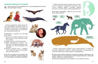 50 51
Ссавці народжують живих дитинчат,
яких вигодовують молоком. Вони те-
плокровні, тобто можуть підтримувати
постійну температуру тіла незалежно
від температури довкілля.
2. Прочитайте і  розкажіть про життєвий
цикл собаки.
1.	
Дитинчата в собак з’являються зав-
дяки злиттю клітин чоловічої і жіно-
чої особини.
2.	Ембріон росте в організмі матері.
3.	
Щеня народжується сліпим і  глу-
хим, воно не може регулювати тем-
пературу тіла. Мати вигодовує його
молоком.
4.	
Молода особина росте і  розвива-
ється. Зрештою вона стає незалеж-
ною від своїх батьків.
3. Чи маєте ви вдома кота або собаку? Чим
догляд за кошенятами і  щенятами відрізня-
ється від догляду за дорослими тваринами?
ЯКИЙ ЖИТТЄВИЙ ЦИКЛ У ССАВЦІВ?
1. Що спільного в усіх зображених істот, а чим вони відрізняються? Скла-
діть карту думок «Ссавці».
Період, протягом якого ссавець носить у своє-
му тілі потомство, називається вагітністю. Ва-
гітність людини триває 9 місяців. Терміни
вагітності у різних видів ссавців відрізняються.
4. Розгляньте інфографіку і  припустіть, від чого зале-
жить термін вагітності.
Молоді ссавці доволі швидко стають самостійними. А  ставши до-
рослими, втрачають зв’язок зі своїми батьками. У  людському су-
спільстві зв’язок між поколіннями не переривається.
5. Чому в наших родинах найбільшого піклування потребують наймолодші і най-
старші? Розкажіть, як ви допомагаєте своїм молодшим братикам і сестричкам,
бабусям і дідусям чи старшим родичам.
6. Підготуйте повідомлення про особливості та життєвий цикл птахів.
МИША
21 день
КІТ
2 місяці
КІНЬ
11 місяців
СЛОН
22 місяці
КАШАЛОТ
15—18 місяців
 