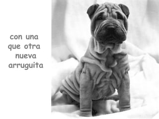 con una  que otra   nueva  arruguita 