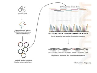 large DNA separation, chromosome analysis, electrophoresis technique ...