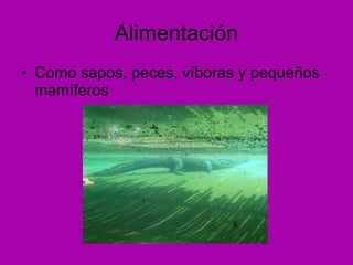Alimentación Como sapos, peces, víboras y pequeños mamíferos 