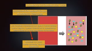 YACIMIENTOS ORTOMAGMÁTICOS. TIPOS
SEGREGACIÓN MAGMÁTICA por
Mineralización Diseminada
Los minerales cristalizados son igual o menos densos
que el magma y quedan
fl
otando en él, apareciendo
diseminados en la roca magmática consolidada
Minerales con poco
interés comercial, salvo el
DIAMANTE
 