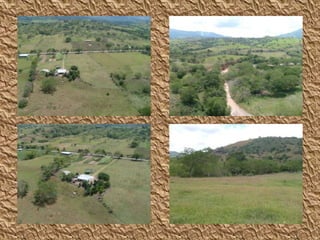 Y E N N Y  L O R E N A