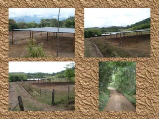 Y E N N Y  L O R E N A