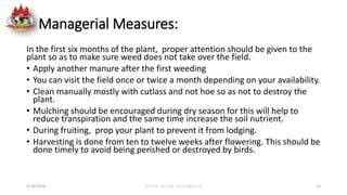 Managerial Measures:
In the first six months of the plant, proper attention should be given to the
plant so as to make sur...