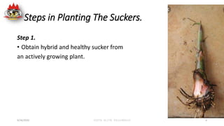 Steps in Planting The Suckers.
Step 1.
• Obtain hybrid and healthy sucker from
an actively growing plant.
9/26/2020 YOUTH ...