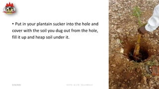 • Put in your plantain sucker into the hole and
cover with the soil you dug out from the hole,
fill it up and heap soil un...