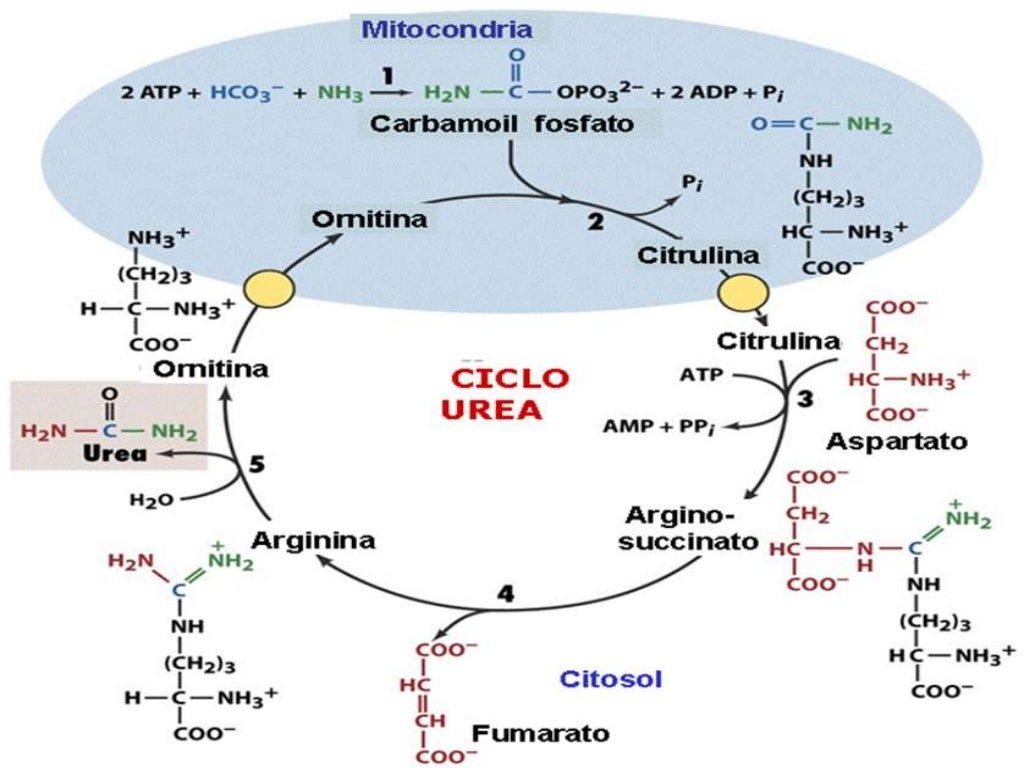 Urea, creatinina y acido úrico Micky Gálvez