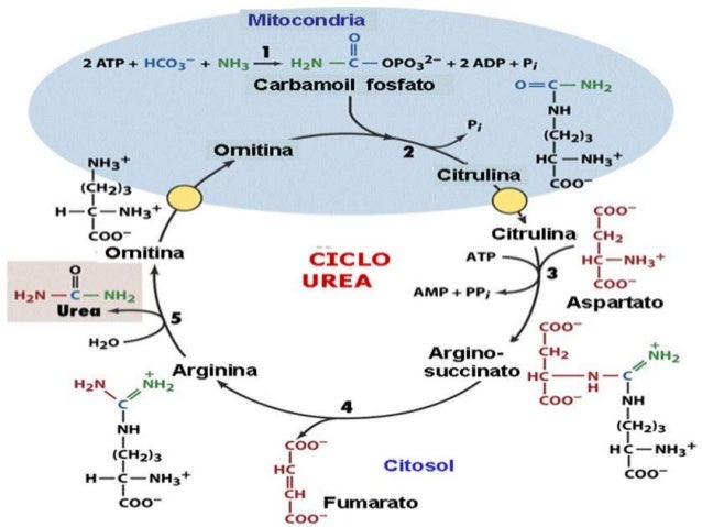 Urea, creatinina y acido úrico - Micky Gálvez