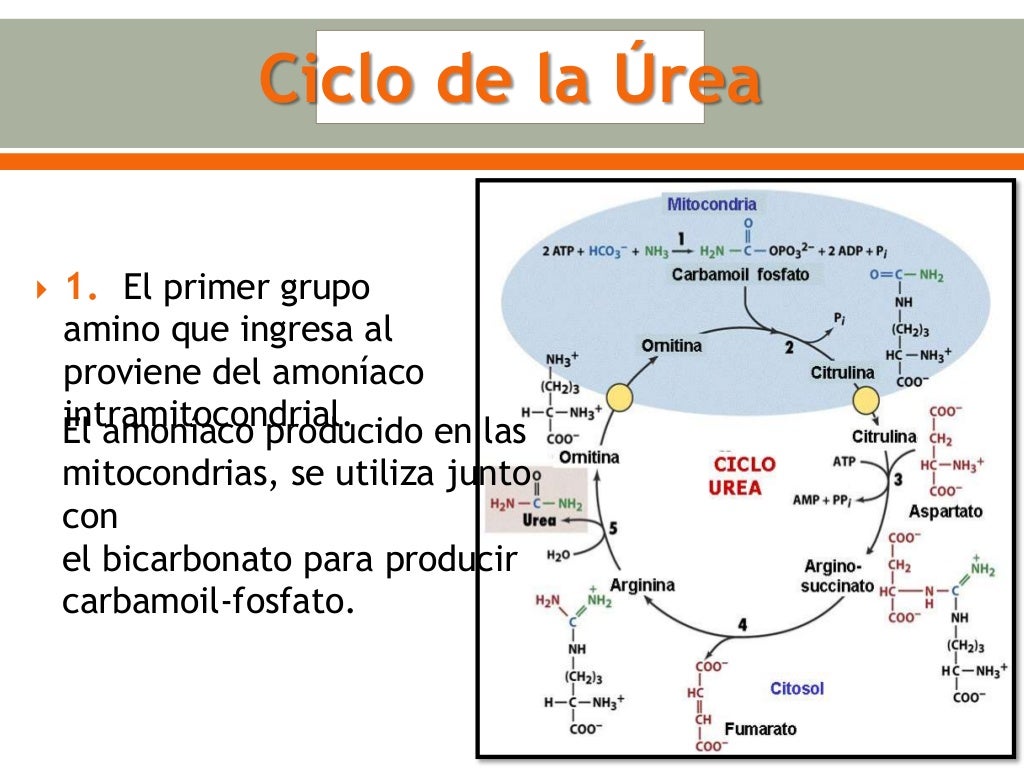 Urea, creatinina y acido úrico Micky Gálvez
