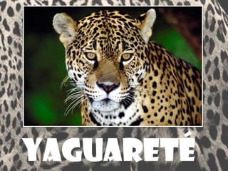 yaguareté 