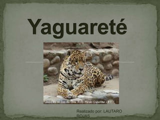Yaguareté Realizado por: LAUTARO ROJAS                    