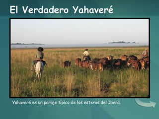 El Verdadero Yahaveré Yahaveré es un paraje típico de los esteros del Iberá. 