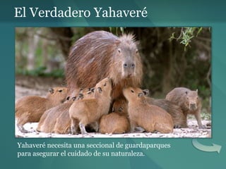 El Verdadero Yahaveré Yahaveré necesita una seccional de guardaparques para asegurar el cuidado de su naturaleza. 