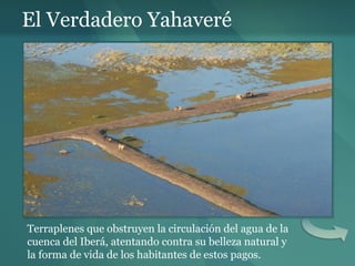 El Verdadero Yahaveré Terraplenes que obstruyen la circulación del agua de la cuenca del Iberá, atentando contra su belleza natural y la forma de vida de los habitantes de estos pagos. 