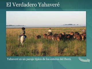 El Verdadero Yahaveré Yahaveré es un paraje típico de los esteros del Iberá. 