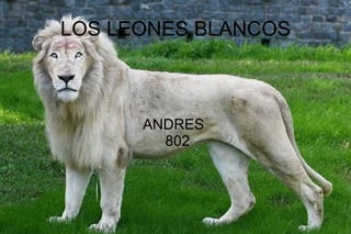 LOS LEONES BLANCOS ANDRES  802 
