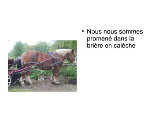 Nous nous sommes promené dans la brière en calèche