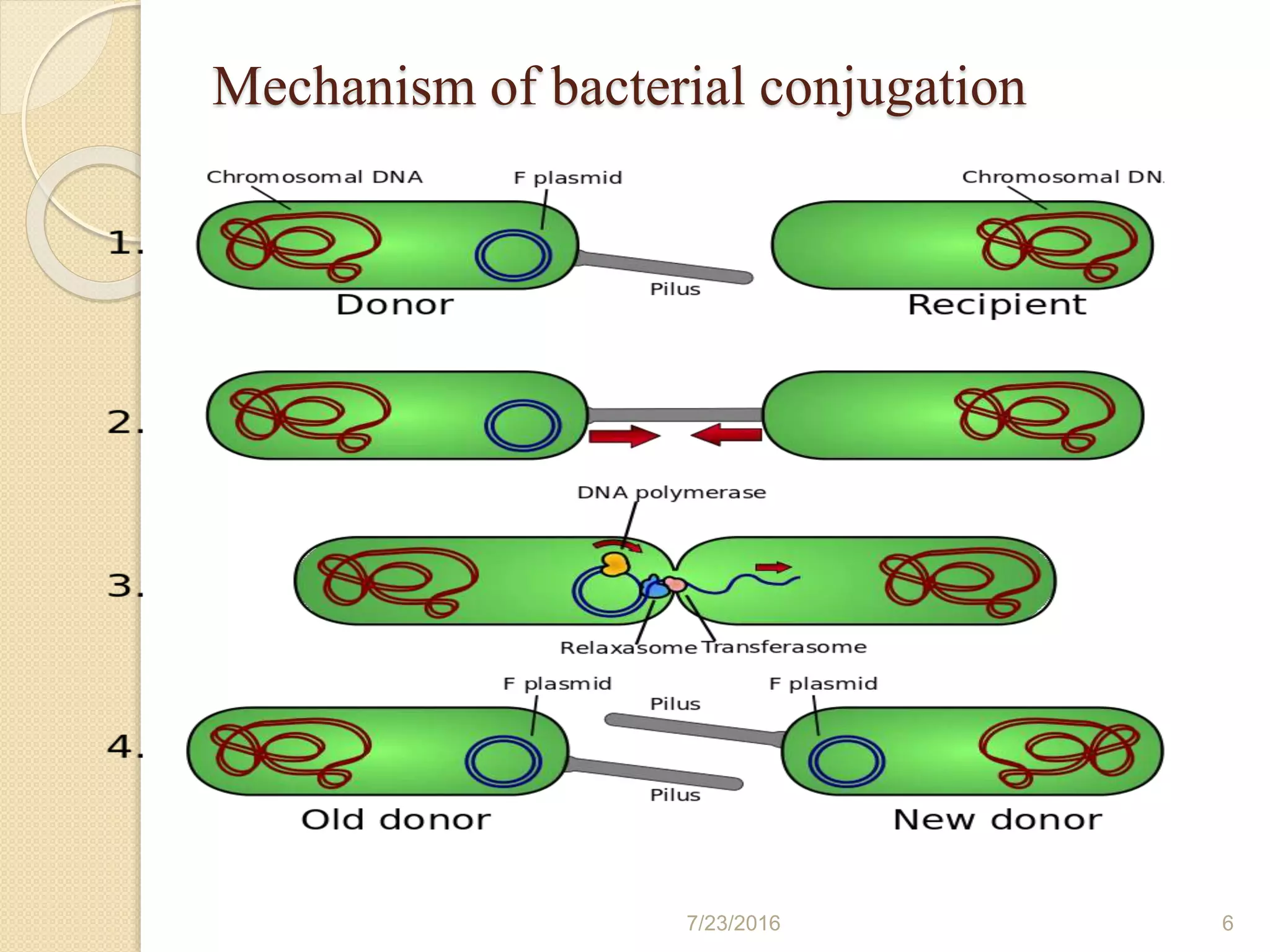 Bacterial conjugation and its application | PPTX