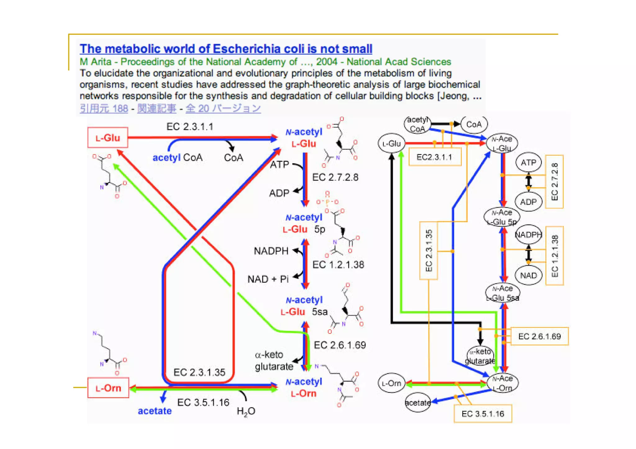 Metabolic Network Analysis | PDF