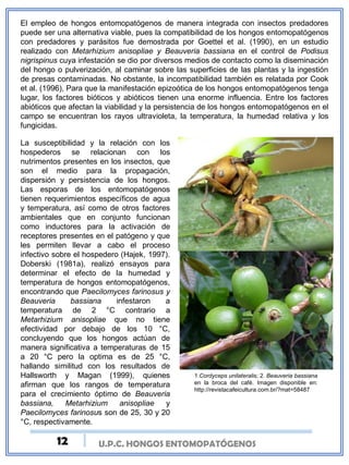 U.P.C. HONGOS ENTOMOPATÓGENOS
El empleo de hongos entomopatógenos de manera integrada con insectos predadores
puede ser una alternativa viable, pues la compatibilidad de los hongos entomopatógenos
con predadores y parásitos fue demostrada por Goettel et al. (1990), en un estudio
realizado con Metarhizium anisopliae y Beauveria bassiana en el control de Podisus
nigrispinus cuya infestación se dio por diversos medios de contacto como la diseminación
del hongo o pulverización, al caminar sobre las superficies de las plantas y la ingestión
de presas contaminadas. No obstante, la incompatibilidad también es relatada por Cook
et al. (1996), Para que la manifestación epizoótica de los hongos entomopatógenos tenga
lugar, los factores bióticos y abióticos tienen una enorme influencia. Entre los factores
abióticos que afectan la viabilidad y la persistencia de los hongos entomopatógenos en el
campo se encuentran los rayos ultravioleta, la temperatura, la humedad relativa y los
fungicidas.
La susceptibilidad y la relación con los
hospederos se relacionan con los
nutrimentos presentes en los insectos, que
son el medio para la propagación,
dispersión y persistencia de los hongos.
Las esporas de los entomopatógenos
tienen requerimientos específicos de agua
y temperatura, así como de otros factores
ambientales que en conjunto funcionan
como inductores para la activación de
receptores presentes en el patógeno y que
les permiten llevar a cabo el proceso
infectivo sobre el hospedero (Hajek, 1997).
Doberski (1981a), realizó ensayos para
determinar el efecto de la humedad y
temperatura de hongos entomopatógenos,
encontrando que Paecilomyces farinosus y
Beauveria bassiana infestaron a
temperatura de 2 °C contrario a
Metarhizium anisopliae que no tiene
efectividad por debajo de los 10 °C,
concluyendo que los hongos actúan de
manera significativa a temperaturas de 15
a 20 °C pero la optima es de 25 °C,
hallando similitud con los resultados de
Hallsworth y Magan (1999), quienes
afirman que los rangos de temperatura
para el crecimiento óptimo de Beauveria
bassiana, Metarhizium anisopliae y
Paecilomyces farinosus son de 25, 30 y 20
°C, respectivamente.
1.Cordyceps unilateralis; 2. Beauveria bassiana
en la broca del café. Imagen disponible en:
http://revistacafeicultura.com.br/?mat=58487
12
 
