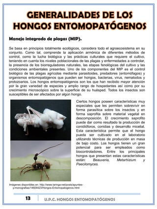 U.P.C. HONGOS ENTOMOPATÓGENOS
Manejo integrado de plagas (MIP).
Se basa en principios totalmente ecológicos, considera todo el agroecosistema en su
conjunto. Como tal, comprende la aplicación armónica de diferentes métodos de
control, como la lucha biológica y las prácticas culturales que requiere el cultivo,
teniendo en cuenta los niveles poblacionales de las plagas y enfermedades a controlar,
la presencia de los biorreguladores naturales, las etapas fenológicas del cultivo y las
condiciones ambientales presentes. Uno de los componentes del MIP es el control
biológico de las plagas agrícolas mediante parasitoides, predadores (entomófagos) y
organismos entomopatógenos que pueden ser hongos, bacterias, virus, nematodos y
protozoarios. Los hongos entomopatógenos son los que han recibido mayor atención
por la gran variedad de especies y amplio rango de hospedantes así como por su
crecimiento microscópico sobre la superficie de su huésped. Todos los insectos son
susceptibles de ser afectados por algún hongo.
Ciertos hongos poseen características muy
especiales que les permiten sobrevivir en
forma parasítica sobre los insectos y en
forma saprofita sobre material vegetal en
descomposición. El crecimiento saprofito
puede dar como resultado la producción de
conidióforos, conidias y desarrollo micelial.
Esta característica permite que el hongo
pueda ser cultivado en el laboratorio
utilizando técnicas de producción en masa
de bajo costo. Los hongos tienen un gran
potencial para ser empleados como
biocontroladores. Entre los principales
hongos que presentan estas características
están: Beauveria, Metarhizium y
Paecilomyces.
Imágenes disponibles en: http://www.taringa.net/posts/apuntes-
y-monografias/14604423/Hongos-Entomopatogenos.html
13
 