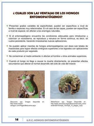 U.P.C. HONGOS ENTOMOPATÓGENOS
 Presentan grados variables de especificidad, pueden ser específicos a nivel de
familia o especies muy relacionadas. En el caso de las cepas, pueden ser específicas
a nivel de especie, sin afectar a los enemigos naturales.
 Si el entomopatógeno encuentra las condiciones adecuadas para introducirse y
colonizar un ecosistema, se reproduce y renueva en forma continua, es decir, se
vuelve persistente, haciendo innecesarias nuevas aplicaciones.
 Se pueden aplicar mezclas de hongos entomopatógenos con dosis sub letales de
insecticidas para lograr efectos sinérgicos superiores a los logrados con aplicaciones
de cada producto por separado.
 No contaminan el medio ambiente ni afectan al hombre u otros animales superiores.
 Cuando el hongo no llega a causar la muerte directamente, se presentan efectos
secundarios que alteran el normal desarrollo del ciclo de vida del insecto
Beauveria spp. Imagen disponible en:
http://www.doctor-
obregon.com/Pages/Beauveria.aspx
Metarhizium spp. Imagen Disponible en:
http://www.cenicana.org/publicaciones/carta_trime
stral/ct2010/ct3y4_10/ct3y4_10_plagas_f.php
14
 