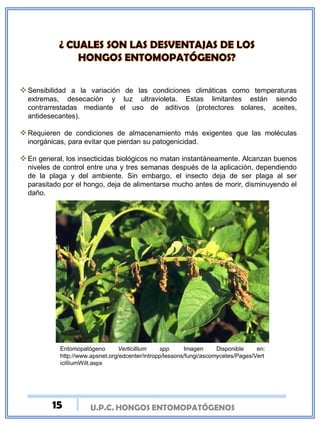 U.P.C. HONGOS ENTOMOPATÓGENOS
Sensibilidad a la variación de las condiciones climáticas como temperaturas
extremas, desecación y luz ultravioleta. Estas limitantes están siendo
contrarrestadas mediante el uso de aditivos (protectores solares, aceites,
antidesecantes).
Requieren de condiciones de almacenamiento más exigentes que las moléculas
inorgánicas, para evitar que pierdan su patogenicidad.
En general, los insecticidas biológicos no matan instantáneamente. Alcanzan buenos
niveles de control entre una y tres semanas después de la aplicación, dependiendo
de la plaga y del ambiente. Sin embargo, el insecto deja de ser plaga al ser
parasitado por el hongo, deja de alimentarse mucho antes de morir, disminuyendo el
daño.
Entomopatógeno Verticillium spp. Imagen Disponible en:
http://www.apsnet.org/edcenter/intropp/lessons/fungi/ascomycetes/Pages/Vert
icilliumWilt.aspx
15
 