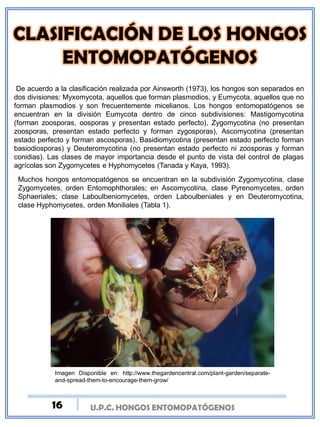 U.P.C. HONGOS ENTOMOPATÓGENOS
De acuerdo a la clasificación realizada por Ainsworth (1973), los hongos son separados en
dos divisiones: Myxomycota, aquellos que forman plasmodios, y Eumycota, aquellos que no
forman plasmodios y son frecuentemente micelianos. Los hongos entomopatógenos se
encuentran en la división Eumycota dentro de cinco subdivisiones: Mastigomycotina
(forman zoosporas, oosporas y presentan estado perfecto), Zygomycotina (no presentan
zoosporas, presentan estado perfecto y forman zygosporas), Ascomycotina (presentan
estado perfecto y forman ascosporas), Basidiomycotina (presentan estado perfecto forman
basiodiosporas) y Deuteromycotina (no presentan estado perfecto ni zoosporas y forman
conidias). Las clases de mayor importancia desde el punto de vista del control de plagas
agrícolas son Zygomycetes e Hyphomycetes (Tanada y Kaya, 1993).
Muchos hongos entomopatógenos se encuentran en la subdivisión Zygomycotina, clase
Zygomycetes, orden Entomophthorales; en Ascomycotina, clase Pyrenomycetes, orden
Sphaeriales; clase Laboulbeniomycetes, orden Laboulbeniales y en Deuteromycotina,
clase Hyphomycetes, orden Moniliales (Tabla 1).
Imagen Disponible en: http://www.thegardencentral.com/plant-garden/separate-
and-spread-them-to-encourage-them-grow/
16
 