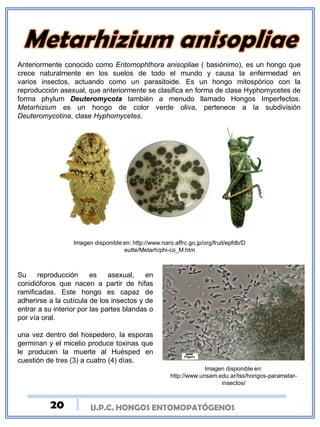 U.P.C. HONGOS ENTOMOPATÓGENOS
Anteriormente conocido como Entomophthora anisopliae ( basiónimo), es un hongo que
crece naturalmente en los suelos de todo el mundo y causa la enfermedad en
varios insectos, actuando como un parasitoide. Es un hongo mitospórico con la
reproducción asexual, que anteriormente se clasifica en forma de clase Hyphomycetes de
forma phylum Deuteromycota también a menudo llamado Hongos Imperfectos.
Metarhizium es un hongo de color verde oliva, pertenece a la subdivisión
Deuteromycotina, clase Hyphomycetes.
Imagen disponible en: http://www.naro.affrc.go.jp/org/fruit/epfdb/D
eutte/Metarh/phi-co_M.htm
Su reproducción es asexual, en
conidióforos que nacen a partir de hifas
ramificadas. Este hongo es capaz de
adherirse a la cutícula de los insectos y de
entrar a su interior por las partes blandas o
por vía oral.
una vez dentro del hospedero, la esporas
germinan y el micelio produce toxinas que
le producen la muerte al Huésped en
cuestión de tres (3) a cuatro (4) días.
Imagen disponible en:
http://www.unsam.edu.ar/tss/hongos-paramatar-
insectos/
20
 