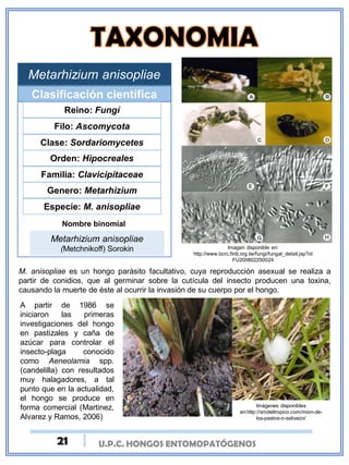 U.P.C. HONGOS ENTOMOPATÓGENOS
Metarhizium anisopliae
Clasificación científica
Reino: Fungí
Filo: Ascomycota
Clase: Sordariomycetes
Orden: Hipocreales
Familia: Clavicipitaceae
Genero: Metarhizium
Especie: M. anisopliae
Nombre binomial
Metarhizium anisopliae
(Metchnikoff) Sorokin Imagen disponible en:
http://www.bcrc.firdi.org.tw/fungi/fungal_detail.jsp?id
FU200802250024
M. anisopliae es un hongo parásito facultativo, cuya reproducción asexual se realiza a
partir de conidios, que al germinar sobre la cutícula del insecto producen una toxina,
causando la muerte de éste al ocurrir la invasión de su cuerpo por el hongo.
A partir de 1986 se
iniciaron las primeras
investigaciones del hongo
en pastizales y caña de
azúcar para controlar el
insecto-plaga conocido
como Aeneolamia spp.
(candelilla) con resultados
muy halagadores, a tal
punto que en la actualidad,
el hongo se produce en
forma comercial (Martinez,
Alvarez y Ramos, 2006)
Imágenes disponibles
en:http://smdeltropico.com/mion-de-
los-pastos-o-salivazo/
21
 