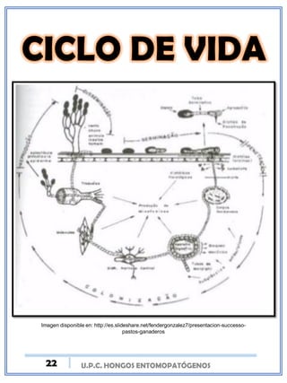 U.P.C. HONGOS ENTOMOPATÓGENOS
Imagen disponible en: http://es.slideshare.net/fendergonzalez7/presentacion-successo-
pastos-ganaderos
22
 