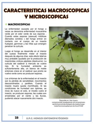 U.P.C. HONGOS ENTOMOPATÓGENOS
La enfermedad causada por el hongo a
veces se denomina enfermedad muscardina
verde por el color verde de sus esporas .
Cuando estas esporas (asexual) mitóticas
(llamados conidios ) del hongo entran en
contacto con el cuerpo de un insecto
huésped, germinan y las hifas que emergen
penetran la cutícula.
Luego el hongo se desarrolla en el interior
del cuerpo finalmente matar al insecto
después de algunos días; este efecto letal es
muy probable ayudado por la producción de
insecticidas cíclicos péptidos (destruxins). La
cutícula del cadáver a menudo se vuelve
rojo. Si la humedad ambiente es
suficientemente alta, un blanco de molde
entonces crece en el cadáver que pronto se
vuelve verde como se producen esporas.
Los síntomas de la enfermedad en el insecto
son la pérdida de sensibilidad, movimientos
descoordinados y parálisis. Cuando el
insecto muere queda momificado. Si las
condiciones de humedad son óptimas, se
inicia de nuevo el ciclo, el micelio cubre el
insecto, se producen esporas, las cuales son
arrastradas por el viento y las lluvias,
pudiendo atacar nuevamente otro insecto.
Disponible en: http://quero-
comprarvender.brasilpetshop.com.br/aves/aves-
epintinhos/controle-biologico-de-insetos-fungo-
metarhiziumanisopliae-juiz-de-fora-67438/
 MACROSCOPICAS
23
 