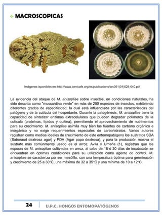 U.P.C. HONGOS ENTOMOPATÓGENOS
 MACROSCOPICAS
La evidencia del ataque de M. anisopliae sobre insectos, en condiciones naturales, ha
sido descrita como "muscardina verde" en más de 200 especies de insectos, exhibiendo
diferentes grados de especificidad, la cual está influenciada por las características del
patógeno y de la cutícula del hospedante. Durante la patogénesis, M. anisopliae tiene la
capacidad de sintetizar enzimas extracelulares que pueden degradar polímeros de la
cutícula (proteínas, lípidos y quitina), permitiendo el aprovechamiento de nutrimentos
para su crecimiento. M. anisopliae asimila muy bien las fuentes de carbono orgánico e
inorgánico y no exige requerimientos especiales de carbohidratos. Varios autores
registran como medios ideales de crecimiento de este entomopatógeno los sustratos SDA
(Saboraud dextrosa agar) y PDA (Agar papa dextrosa), y para la producción masiva el
sustrato más comúnmente usado es el arroz. Avila y Umaña (1), registran que las
esporas de M. anisopliae cultivadas en arroz, al cabo de 18 ó 20 días de incubación se
encuentran en óptimas condiciones para su utilización como agente de control. M.
anisopliae se caracteriza por ser mesófilo, con una temperatura óptima para germinación
y crecimiento de 25 a 30°C, una máxima de 32 a 35°C y una mínima de 10 a 12°C.
Imágenes isponibles en: http://www.cenicafe.org/es/publications/arc051(01)028-040.pdf
24
 