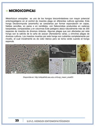 U.P.C. HONGOS ENTOMOPATÓGENOS
 MICROSCOPICAS
Metarhizium anisopliae es uno de los hongos biocontroladores con mayor potencial
entomopatógeno en el control de insectos plaga en diferentes cultivos agrícolas; Este
hongo Deuteromycota (anamorfo) se caracteriza por formar esporulación en capas,
fialides sencillas, en pares o en ramilletes, con fialoconidias producidas en cadenas
basipetalas, compactadas y en columnas Este patógeno ataca naturalmente más de 300
especies de insectos de diversos órdenes. Algunas plagas que son afectadas por este
hongo son la salivita de la caña de azúcar (Aeneolamia varia), y chinches plagas de
diversos cultivos. Los insectos muertos por este hongo son cubiertos completamente por
micelio, el cual inicialmente es de color blanco pero se torna verde cuando el hongo
esporula.
Disponible en: http://silkpathdb.swu.edu.cn/fungi_meani_arsef23
25
 