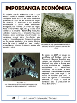 U.P.C. HONGOS ENTOMOPATÓGENOS
El intervalo descrito anteriormente de hongos
entomopatógenos aislados conoce como M.
anisopliae antes de 2009, se había observado
para infectar a más de 200 especies de plagas
de insectos. M. anisopliae y sus especies
relacionadas se utilizan como insecticidas
biológicos para controlar un número de plagas
tales como termitas, trips, etc., y su uso en el
control de la malaria - transmitting mosquitos
está bajo investigación. M. anisopliae no parece
infectar a seres humanos u otros animales y se
considera segura como insecticida. Las
esporas microscópicas son típicamente usadas
en las zonas afectadas. Una posible técnica
para la malaria control es para recubrir
mosquiteros o sábanas de algodón pegado a la
pared con ellos
Disponible en: http://gebio.com.br/site/mistura-
de-fungocom-arroz-combate-cigarrinhadas-
raizes/
Disponible en:
http://www.agroterra.com/p/trichometbioinsecticida-
ecologico-de-hongo-metarhizium- 15693/15693
En agosto de 2007, un equipo de
científicos del Instituto Indio de
Tecnología Química descubrió una
manera más eficiente de producir
biodiesel que utiliza la lipasa, una
enzima producida en cantidades
significativas por Metarhizium
anisopliae; en oposición a otras
reacciones que utilizan enzimas que
requieren calor para llegar a ser
activo, la reacción que utiliza la
lipasa se ejecuta a temperatura
ambiente. El hongo es ahora un
candidato para la producción en
masa de la enzima
26
 