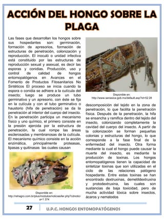 U.P.C. HONGOS ENTOMOPATÓGENOS
Las fases que desarrollan los hongos sobre
sus hospedantes son: germinación,
formación de apresorios, formación de
estructuras de penetración, colonización y
reproducción. El inoculó o unidad infectiva
está constituido por las estructuras de
reproducción sexual y asexual, es decir las
esporas y conidias. Producción, uso y
control de calidad de hongos
entomopatógenos en Avances en el
Fomento de Productos Fitosanitarios No
Sintéticos El proceso se inicia cuando la
espora o conidia se adhiere a la cutícula del
insecto; luego se produce un tubo
germinativo y un apresorio, con éste se fija
en la cutícula y con el tubo germinativo o
haustorio (hifa de penetración) se da la
penetración al interior del cuerpo del insecto.
En la penetración participa un mecanismo
físico y uno químico, el primero consiste en
la presión ejercida por la estructura de
penetración, la cual rompe las áreas
esclerosadas y membranosas de la cutícula.
El mecanismo químico consiste en la acción
enzimática, principalmente proteasas,
lipasas y quitinasas las cuales causan
descomposición del tejido en la zona de
penetración, lo que facilita la penetración
física. Después de la penetración, la hifa
se ensancha y ramifica dentro del tejido del
insecto, colonizando completamente la
cavidad del cuerpo del insecto. A partir de
la colonización se forman pequeñas
colonias y estructuras del hongo, lo que
corresponde a la fase final de la
enfermedad del insecto. Otra forma
mediante la cual el hongo puede causar la
muerte del insecto, es mediante la
producción de toxinas. Los hongos
entomopatógenos tienen la capacidad de
sintetizar toxinas que son utilizadas en el
ciclo de las relaciones patógeno
hospedante. Entre estas toxinas se han
encontrado dextruxinas, demetildextruxina
y protodextruxina, las cuales son
sustancias de baja toxicidad, pero de
mucha actividad tóxica sobre insectos,
ácaros y nematodos
Disponible en:
http://rehagro.com.br/plus/modulos/noticias/ler.php?cdnotici
a=1 374
Disponible en:
http://www.senasica.gob.mx/default.asp?id=52 28
27
 