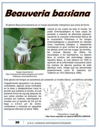 U.P.C. HONGOS ENTOMOPATÓGENOS
El género Beauveria bassiana es un hongo ascomiceto mitospórico que crece de forma
natural en los suelos de todo el mundo. Su
poder Entomopatógeno le hace capaz de
parasitar a insectos de diferentes especies,
causando la conocida enfermedad blanca de
la muscardina. Pertenece a los hongos
entomopatógenos y actualmente es utilizado
como insecticida biológico o biopesticida
controlando un gran número de parásitos de
las plantas como son las orugas, las termitas,
las moscas blancas, los áfidos, los
escarabajos o los tisanópteros. La especie
lleva el nombre del entomólogo italiano
Agostino Bassi, el cual observó en 1835 la
aparición de la enfermedad muscardina sobre
los cuerpos de algunos gusanos de seda
(Bombyx mori). Hongo que fue denominado
posteriormente como B. bassiana por
Vuillemin en 1912 (Steinhaus 1956).Imagen disponible en:
http://morrisontnchristiane.blogspot.com.co/201
0/06/beauv eria-bassiana.html
Este género de hongos se caracteriza por presentar un micelio blanco, conidióforos sencillos
irregularmente agrupados o en grupos
verticiliados, algunas veces hinchados
en la base y adelgazándose hacia la
porción que sostiene el conidio, el cual
presenta forma de zig-zag después de
que varios conidios se producen; los
conidios son hialinos, redondeados a
ovoides con un tamaño de 3-6 µm de
largo a 2,5-3,5 µm de ancho;
unicelulares y naciendo en pequeños
esterigmas (Domsch & Gams 1980).
Disponible en: imagen de
http://www.uoguelph.ca/~gbarron/MISCELLANEOUS
30
 