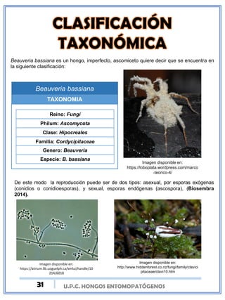 U.P.C. HONGOS ENTOMOPATÓGENOS
Beauveria bassiana es un hongo, imperfecto, ascomiceto quiere decir que se encuentra en
la siguiente clasificación:
Imagen disponible en:
https://loboplata.wordpress.com/marco
-teorico-4/
De este modo la reproducción puede ser de dos tipos: asexual, por esporas exógenas
(conidios o conidioesporas), y sexual, esporas endógenas (ascospora), (Biosembra
2014).
Imagen disponible en:
https://atrium.lib.uoguelph.ca/xmlui/handle/10
214/6018
Imagen disponible en:
http://www.hiddenforest.co.nz/fungi/family/clavici
pitaceae/clavi10.htm
Beauveria bassiana
TAXONOMIA
Reino: Fungí
Philum: Ascomycota
Clase: Hipocreales
Familia: Cordycipitaceae
Genero: Beauveria
Especie: B. bassiana
31
 