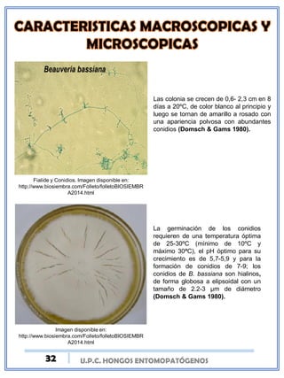 U.P.C. HONGOS ENTOMOPATÓGENOS
Fialide y Conidios. Imagen disponible en:
http://www.biosiembra.com/Folleto/folletoBIOSIEMBR
A2014.html
Las colonia se crecen de 0,6- 2,3 cm en 8
días a 20ºC, de color blanco al principio y
luego se tornan de amarillo a rosado con
una apariencia polvosa con abundantes
conidios (Domsch & Gams 1980).
Imagen disponible en:
http://www.biosiembra.com/Folleto/folletoBIOSIEMBR
A2014.html
La germinación de los conidios
requieren de una temperatura óptima
de 25-30ºC (mínimo de 10ºC y
máximo 30ªC), el pH óptimo para su
crecimiento es de 5,7-5,9 y para la
formación de conidios de 7-9; los
conidios de B. bassiana son hialinos,
de forma globosa a elipsoidal con un
tamaño de 2.2-3 μm de diámetro
(Domsch & Gams 1980).
32
 
