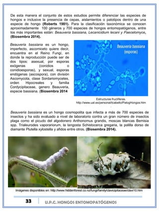 U.P.C. HONGOS ENTOMOPATÓGENOS
De esta manera el conjunto de estos estudios permite diferenciar las especies de
hongos e inclusive la presencia de cepas, aislamientos o patotipos dentro de una
especie de hongo (Roberts 1981). Para la clasificación taxonómica se conocen
aproximadamente 100 géneros y 700 especies de hongos entomopatógenos, entre
los más importantes están: Beauveria bassiana, Lecanicidium lecani y Paecelomyce,
(Biosembra 2014).
Beauveria bassiana es un hongo,
imperfecto, ascomiceto quiere decir,
encuentra en el Reino Fungí, en
donde la reproducción puede ser de
dos tipos: asexual, por esporas
exógenas (conidios o
conidioesporas), y sexual, esporas
endógenas (ascospora), con división
Ascomycota, clase Sordariomycetes,
orden Hipocreales y familia
Cordycipitaceae, genero Beauveria,
especie bassiana. (Biosembra 2014
Estructuras fructíferas.
http://www.ual.es/personal/tcabello/PatogHongos.htm
.
Beauveria bassiana es un hongo cosmopolita que infecta a más de 700 especies de
insectos y ha sido evaluado a nivel de laboratorio contra un gran número de insectos
plaga como el picudo del algodonero Anthonomus grandis, moscas blancas Bemisia
spp. Trialeurodes vaporariorum, la langosta Schistocerca gregaria, la polilla dorso de
diamante Plutella xylostella y afidos entre otros. (Biosembra 2014).
33
 